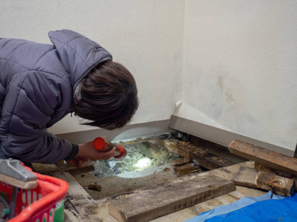 Best Mold Remediation for Rental Properties  in Montgomery, MN