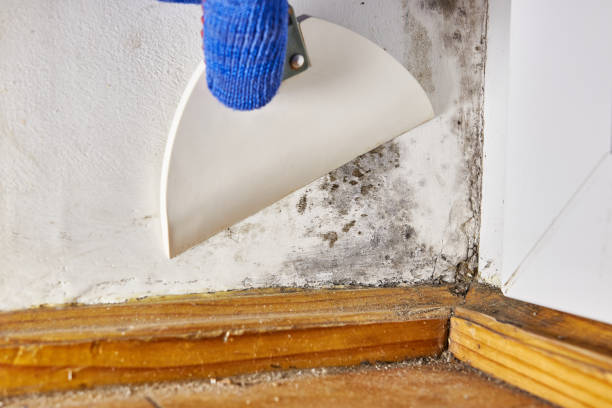 Best Crawl Space Mold Remediation  in Montgomery, MN