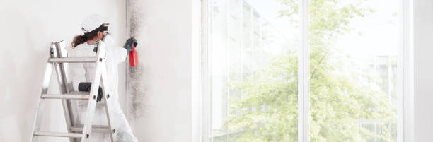 Best Mold Remediation for Healthcare Facilities  in Montgomery, MN